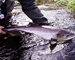 Picture of a fish being released into the water